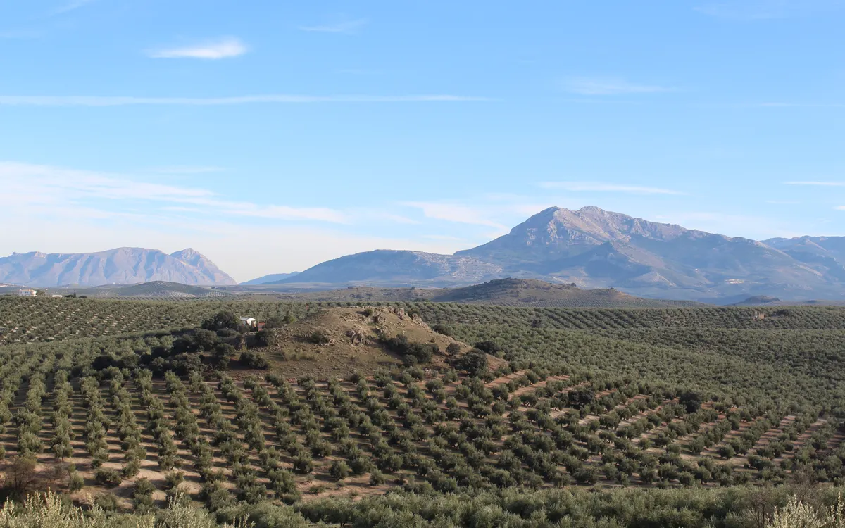 Olivar extenso en la provincia de Jaén con montañas al fondo bajo un cielo despejado